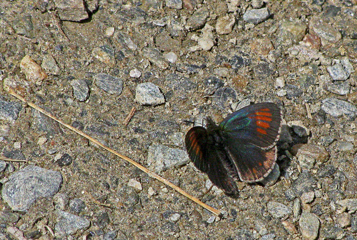 chiedo aiuto per altra Erebia da classificare. E.tyndarus?
